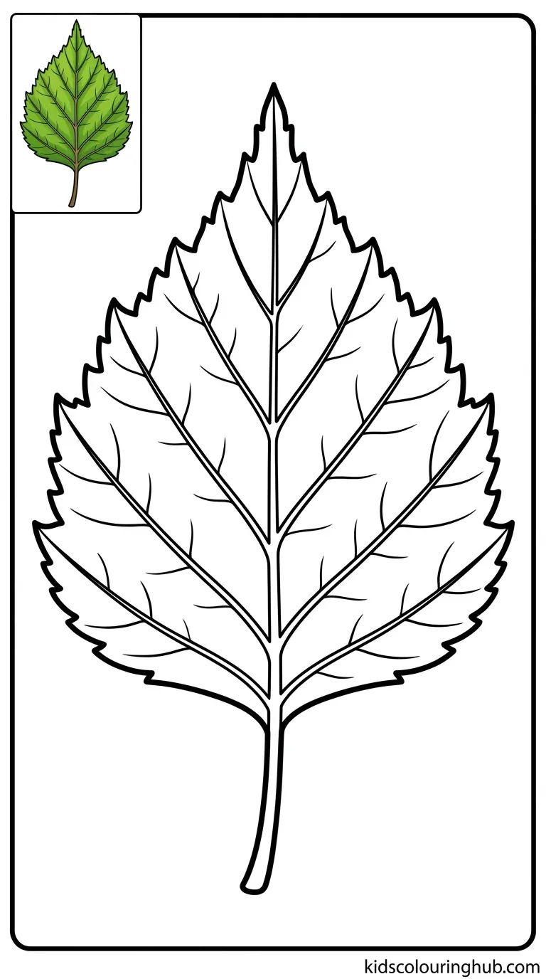 A clean outline of an elm leaf for coloring