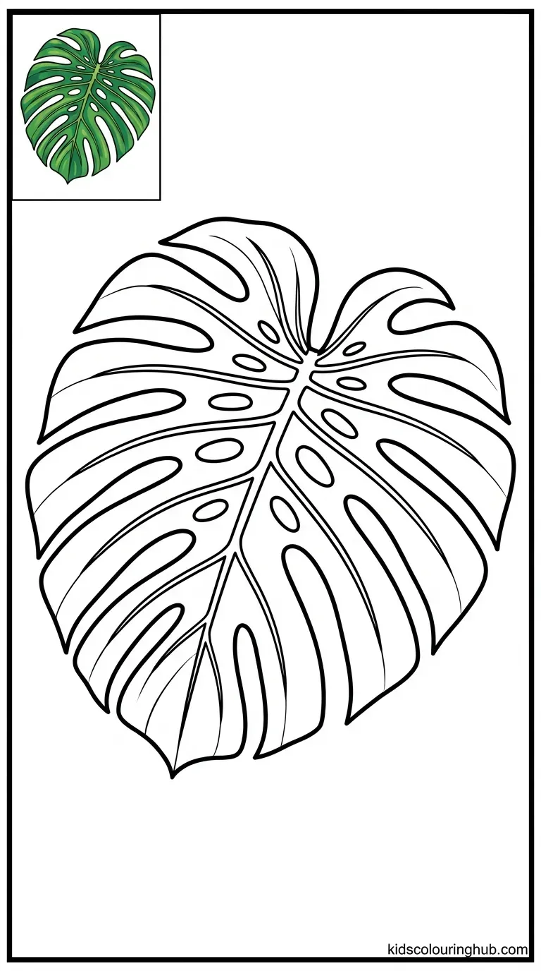 A graphic line art illustration of a monstera deliciosa leaf