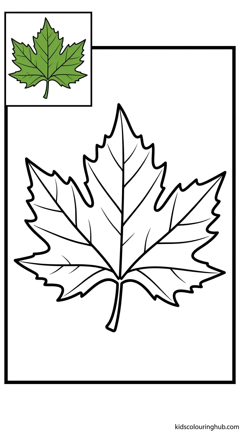 A broad Sycamore leaf outline ready for coloring